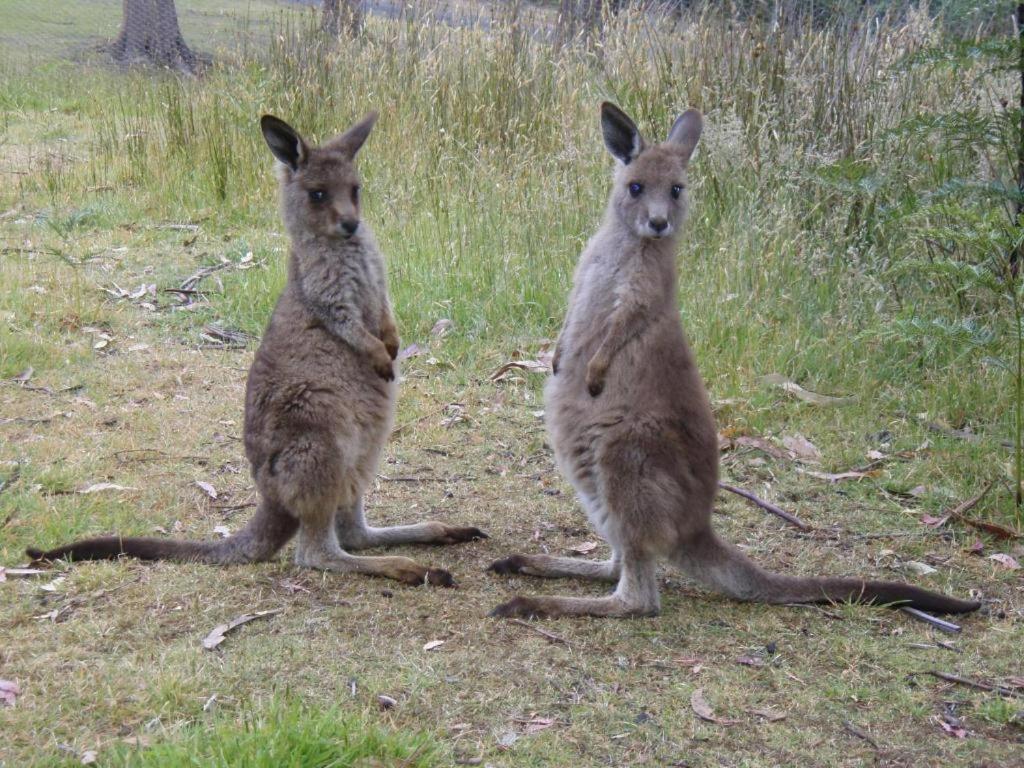 Hotel Base Camp Tasmania New Norfolk Esterno foto