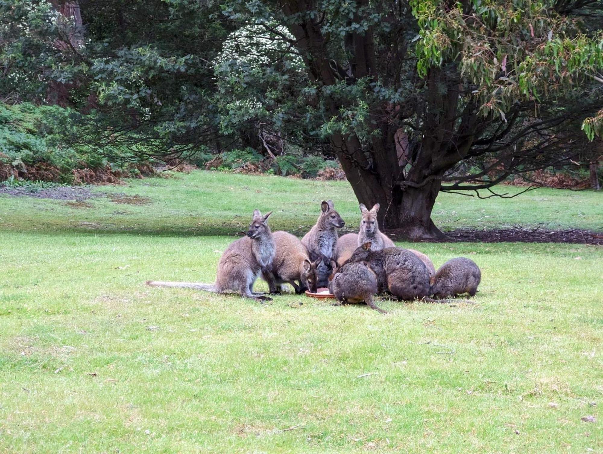 Hotel Base Camp Tasmania New Norfolk Esterno foto